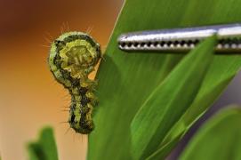 Helicoverpa_Armigera_Fabiano_Bastos-46 (Large)_0.jpg