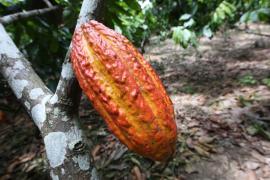 Imprensa Fazenda Engenho D'agua 01_2.jpg