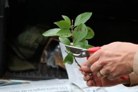 Inscrições abertas para o VI Congresso Brasileiro de Reflorestamento Ambiental – VI CBRA.jpeg