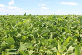 LEVANTAMENTO SAFRA.jpg