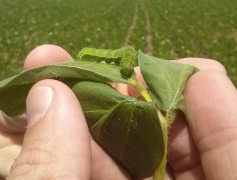 Lagarta Helicoverpa armígera_2.png