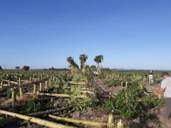 Lavoura de mamão.jpg