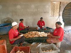 Manipueira utilizada de forma sustentavel auxilia agricultores em Esplanada copy.jpg