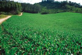 Milho2-Sílvio Ávila-Ed. Gazeta.jpg