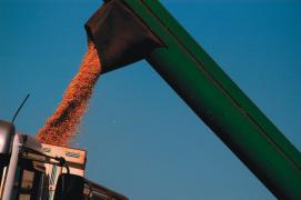 Milho4-Sílvio Ávila-Ed. Gazeta_0.jpg