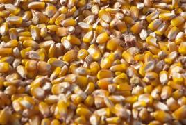 MilhosafrinhaMT-Sílvio Ávila-Ed. Gazeta.jpg