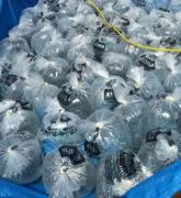 Peixamento Medeiros Neto_0.jpg