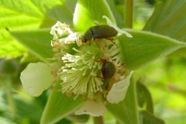 RB Agroscope Switzerland.jpg