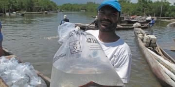 Repovoamento de caranguejo 4B.jpg