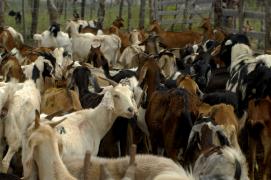 Seagri implantará Centro de Comercialização de Animais em Remanso.JPG