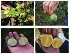 Sintomas Suspeitos de HLB.jpg