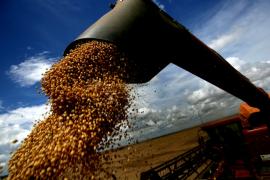 Soja-Silvio Ávila-Ed. Gazeta_1.jpg