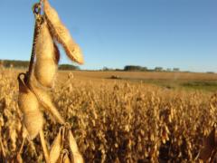 Soja5-Sílvio Ávila-Ed. Gazeta.JPG