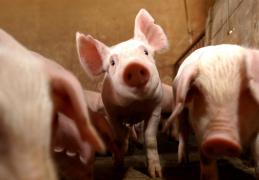 Suínos1-Silvio Avila-Ed.Gazeta_10.jpg