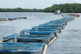 Tanques rede-Bahia Pesca_0.JPG