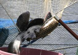 Tilápia1-Adenilson Nunes.jpg