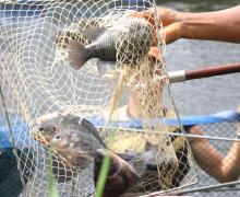 Tilápia3-Adenilson Nunes copy.jpg