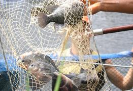 Tilápia3-Adenilson Nunes.jpg