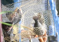 Tilápia3-Adenilson Nunes_7.JPG