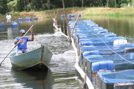 Tilápia4-Adenilson Nunes_7.JPG