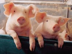 Two-little-Piggies-pigs-1078267_500_375_0.jpg