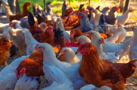 WhatsApp Image 2023-05-23 at 15.04.10.jpeg