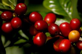 _MG_4890_8.JPG