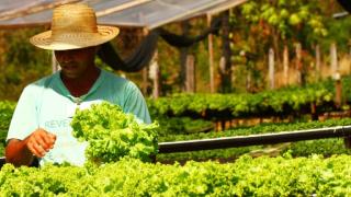 agricultura_familiar_alface_produtor1_nova-768x432.jpg
