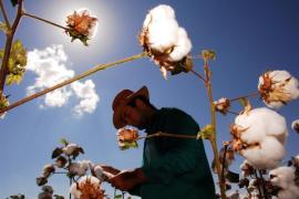 algodão colheitas_0.jpg