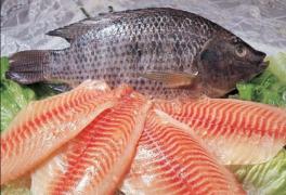 benefícios-da-tilapia.jpg