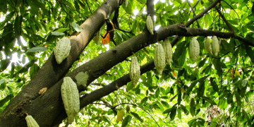 cacau financiamento.png