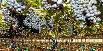 capa do site frutas juazeiro.png