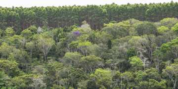 capa eucalipto bahia.png