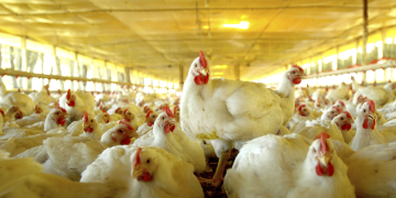 capa galináceos galinhosos.png