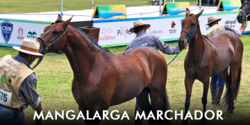 capa mangalarga (1).png