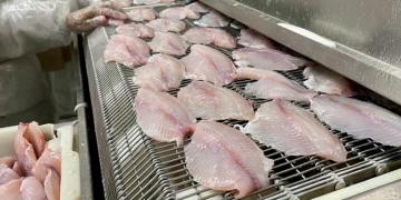 capa materia peixes_netuno.jpg