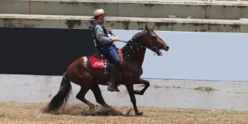 capa nova cavalo.jpg