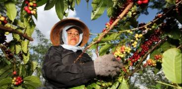colheita-cafe_safras_e_mercado.jpg