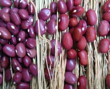 feijão-fava feijão-de-lima roxo e feijão roxinho cor.jpg