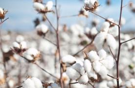 foto07agr-101-algodao-b10_14_8_480_313.jpg