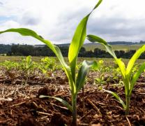 foto23agr-101-milho-b12.jpg