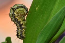 helicoverpa_armigera.jpg