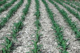 ilustração Embrapa_Solos(2).jpg