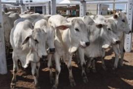 leilão-de-gado-de-corte-BFS-300x200.jpg