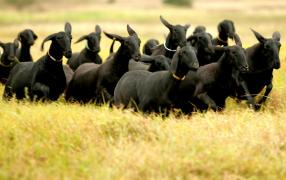 pecuaria2005  1089_4.jpg