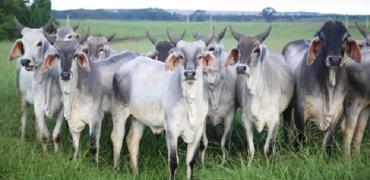 pesquisa_pecuaria (1).jpg