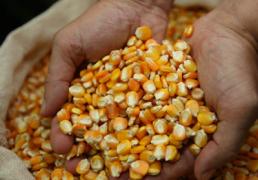 sementes albino 1.jpg