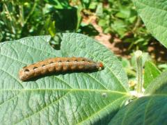 soja-spodoptera-praga-soja.jpg