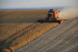 soybeans-1543071_1280.jpg