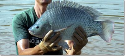 tilapia_tailandesa-1024x458.jpg